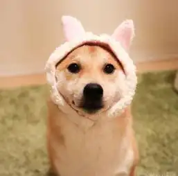 治愈系宠物图片小柴犬,和它的美食故事
