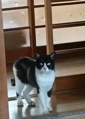奶牛猫淡定欢迎主人回家,随后就折手躺下,主人问号我没养猫啊
