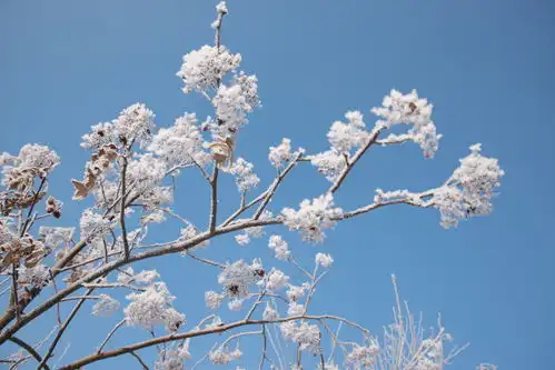 琼枝玉树摄影作品
