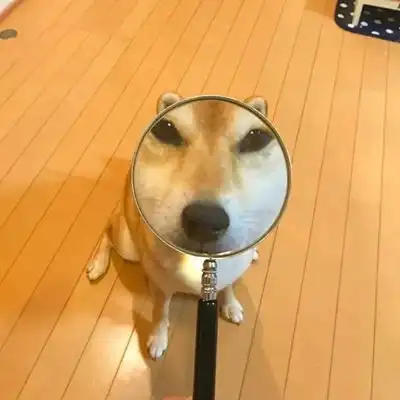 2023最新超萌狗狗可爱图片
