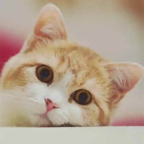 在澳大利亚留学勤工俭学需要哪些权利与责任
