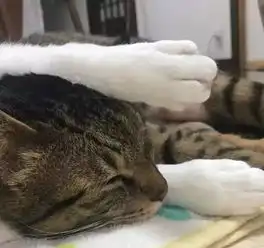 是小弟控猫哥超爱小小喵,它甘愿当脚垫
