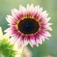 唯美葵花图片头像,永远向着阳光天天微笑着
