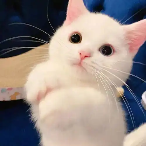 萌宠头像猫咪,狗子之类萌宠沙雕情头or闺蜜头像
