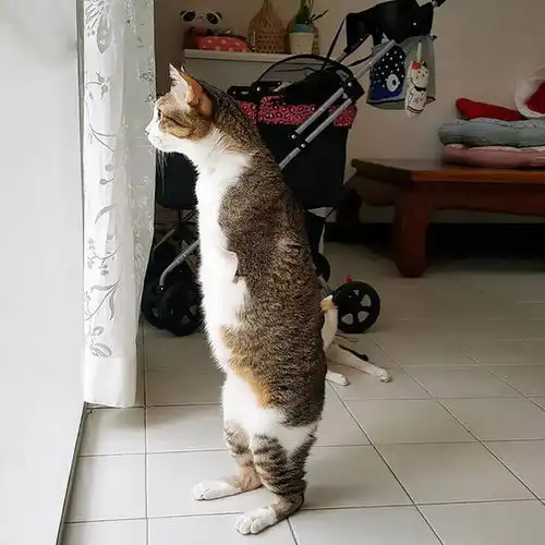 这些猫会给主人带来好运,请好好珍惜
