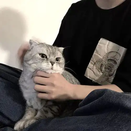 治愈系男生抱猫头像总有一些温暖与你不期而遇
