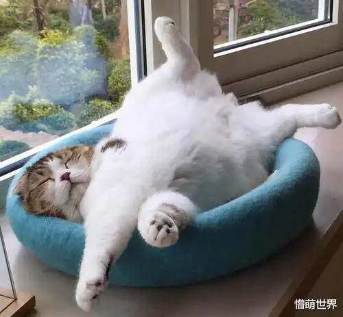 你家的猫咪睡姿有哪几种你最喜欢哪一种
