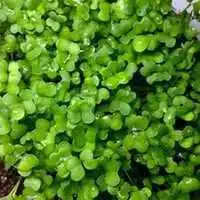 微信头像风景绿色背影微信头像图片大全
