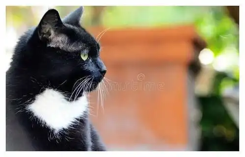 一只漂亮的流浪猫
