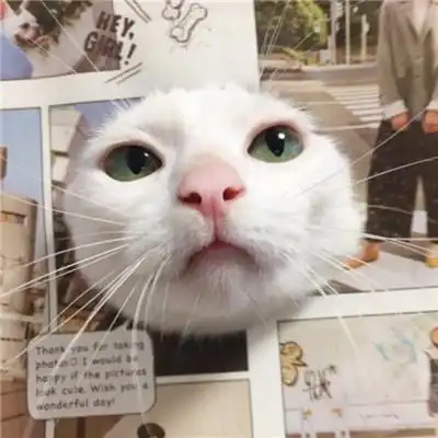猫咪情侣头像一对两张有点搞笑的小猫咪
