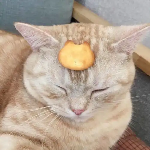 软糯治愈萌宠头像有人相爱有人夜里开车看海
