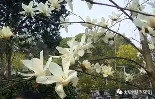 白兰绽放,馥郁浮动,素雅清香

