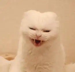 猫咪打哈欠超凶,主人拿这照片打印后,照片上出现了诡异恶魔
