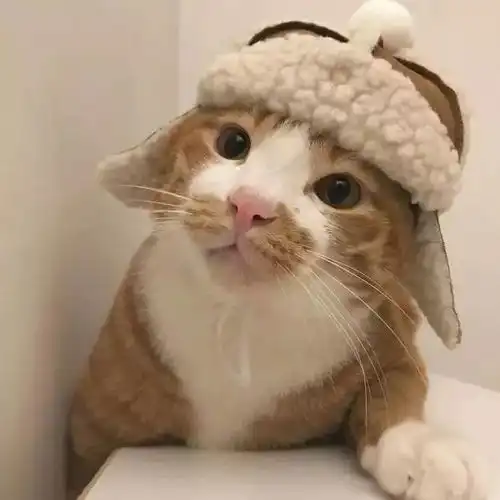 每天都有新的小帽子,为什么不开心
