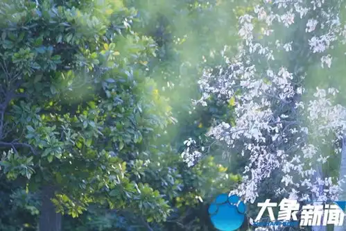 河南洛阳玉兰花开俏争春风情万种醉人心
