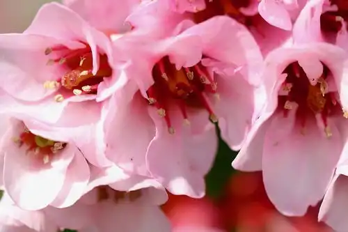 狮子座女生2022年运势详解,事业发展得挺不错,可以收获巨大成功
