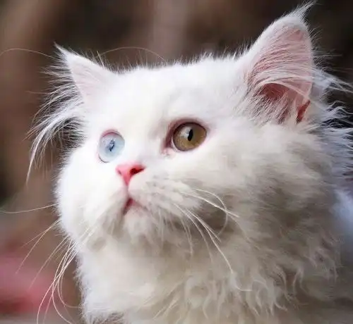 中华田园猫一点都不土,嫌弃它们的人,总喜欢强行赋予它们廉价感
