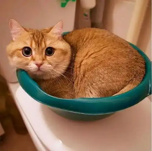 橘猫到底是一个怎样的存在呢
