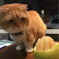 胖猫咪表情包微信头像图片大全
