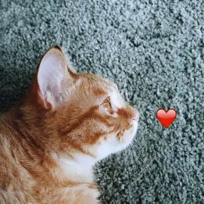 可爱小猫头像卖萌图片微信猫咪头像图片
