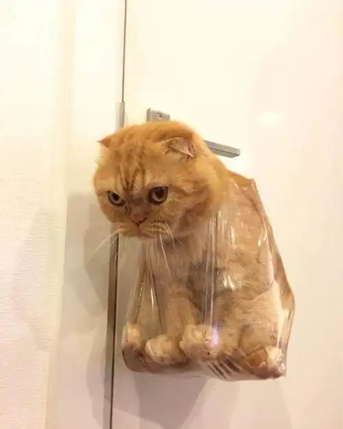 在收拾屋子时,家猫总在一旁捣乱,然后就被挂起来了
