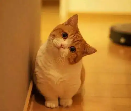 抖音最火情侣头像合集
