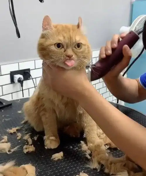 女子带猫咪去宠物店理发,中途进去查看打算咬舌自尽的节奏啊

