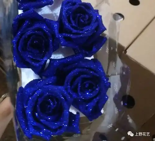 100种玫瑰之23蓝色妖姬
