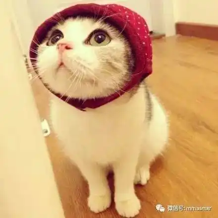 据说喵星人的微信头像是这样的
