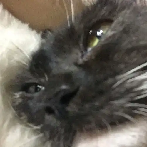 我家也有张曼玉流浪猫收养成长生子记
