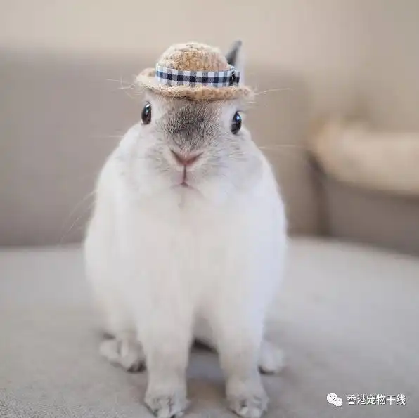 帽子控人气兔兔的的冬季温暖日常
