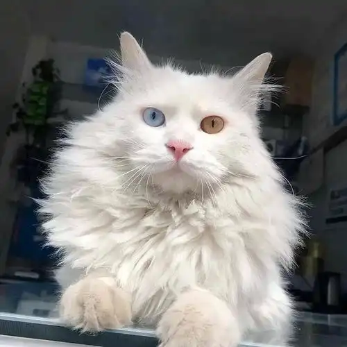 关于中华田园猫,除了狸花猫,你还知道几个
