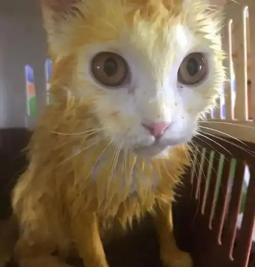 猫护铲屎官用偏方治猫癣,白猫变成了黄猫,猫癣真的很难治吗
