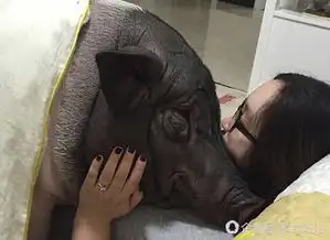 女孩每天被170斤的猪压身,网友多么想做头猪
