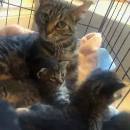 女孩跟着猫走到路边的一个盒子前,里面竟装着五只没有满月的小猫
