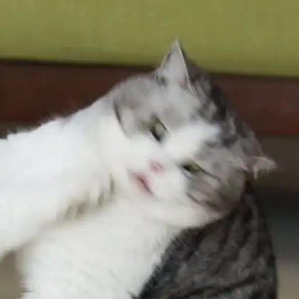 猫系列情侣头像猫咪情侣头像可爱图片
