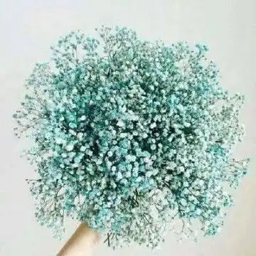 满天星头像高清图片唯美满天星微信头像花束图片,个性头像图片
