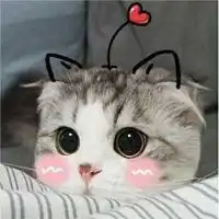 猫系情侣头像一左一右微信头像图片大全
