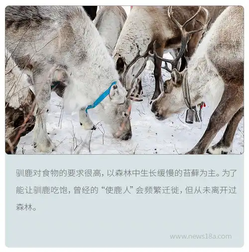 频繁迁徙却未离开森林,只为濒危的生灵
