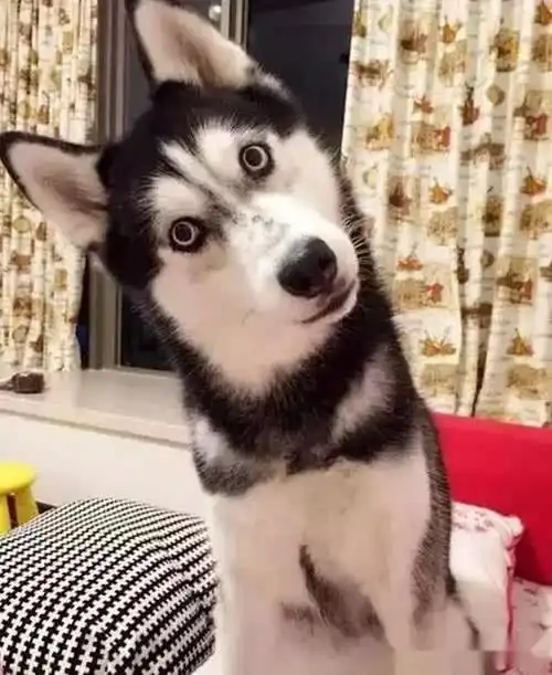 来猜猜看,你能不能读懂狗狗的12种基本肢体语言
