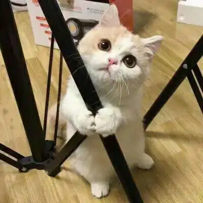 微信头像猫咪图片大全2020年猫微信头像图片
