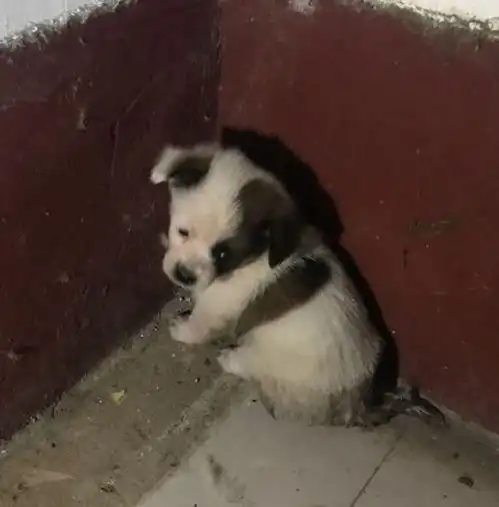 小奶狗躲在楼道里躲雨见到有人经过就瑟瑟发抖男孩靠近后被它逗乐了
