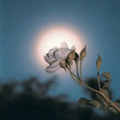 有哪些符合爸妈审美以及叔叔阿姨伯父伯母的头像
