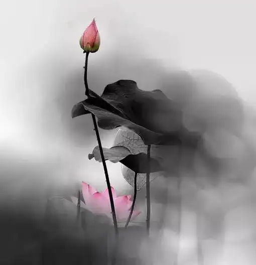 文字很少,禅意很深
