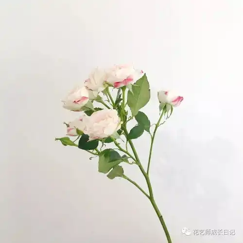 折射玫瑰仙女玫瑰,少女脸颊上浅浅的红晕
