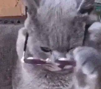养一只不着家的猫是什么感受橘猫每天溜达不回家,猫界的街溜子
