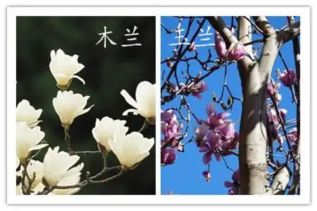 玉兰花跟木兰花的区别
