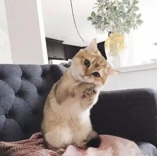 背景图麻烦收起你那上不了台面的喜欢
