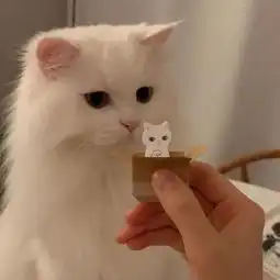 没错,就想做一只精致的小猫咪
