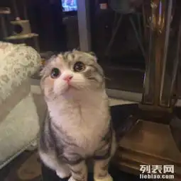 找一位心细喜爱小猫猫的女生来领养我的小宠
